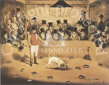 © The original Picture belongs and is on show at the Kennel Club