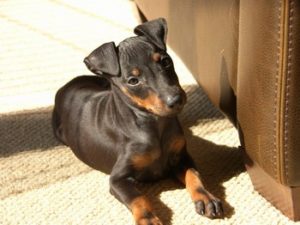 manchester terrier puppy