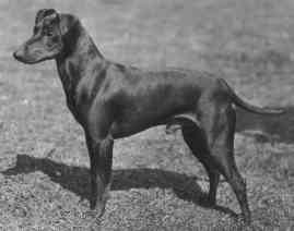 Champion Prince Rufus, born in 1932. Owner/Breeder W Anstey