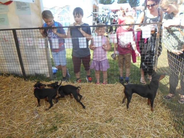 Manchester Terriers at the Cheshire country fair