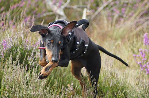 british toy terrier